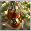 Harmonia axyridis - Asiatischer Marienkaefer 04.jpg